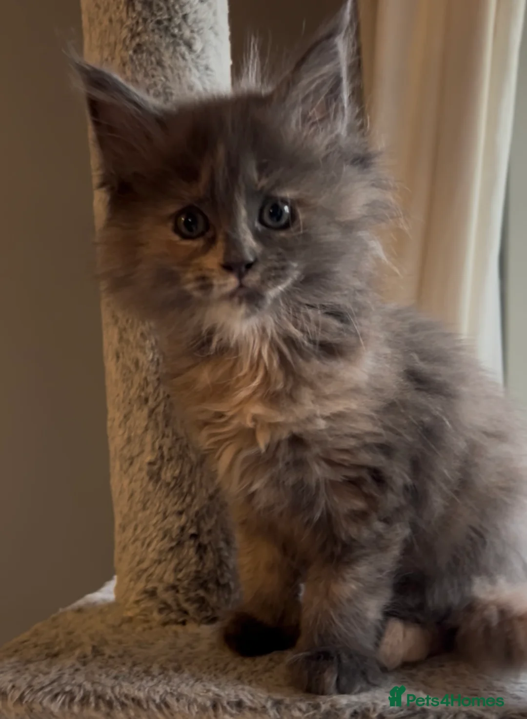 Maine Coon cats for sale: Blue Cream Tortie girl READY NOW - Advert 10