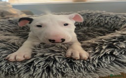 English Bull Terrier dogs for sale: Outstanding male bull terriers  - Image 2