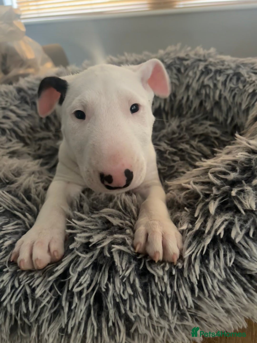 English Bull Terrier dogs for sale: Outstanding male bull terriers  - Image 2
