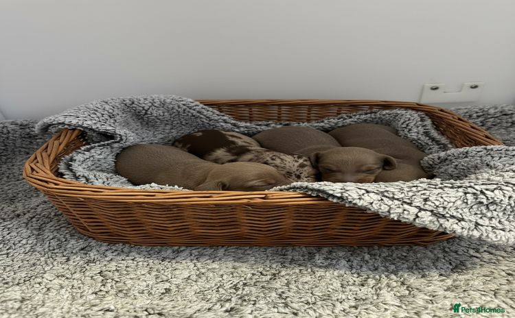 Miniature Dachshund dogs - Advert 16