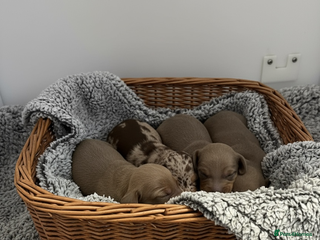 Miniature Dachshund dogs for sale - Advert 1