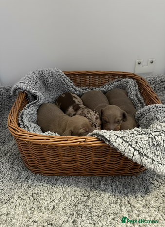 Miniature Dachshund dogs - Advert 1