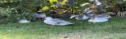 Ducks poultry for sale: Miniature Silver Appleyard Duck and Drake Pair - Advert 5