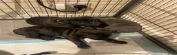 Mixed Breed dogs for sale: Bullmastiff X Cane Corso puppies in Colchester - Advert 4