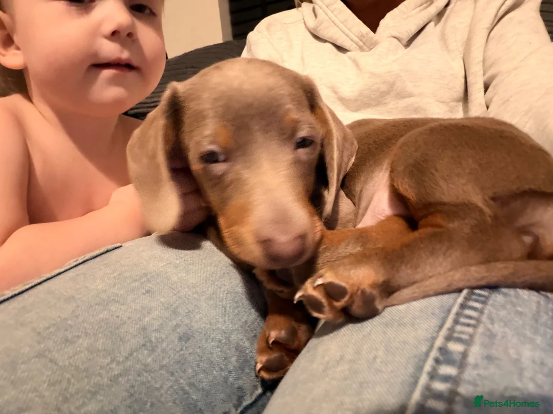 Miniature Dachshund dogs for sale: lilac tan girl Lottie  in Enfield - Advert 6