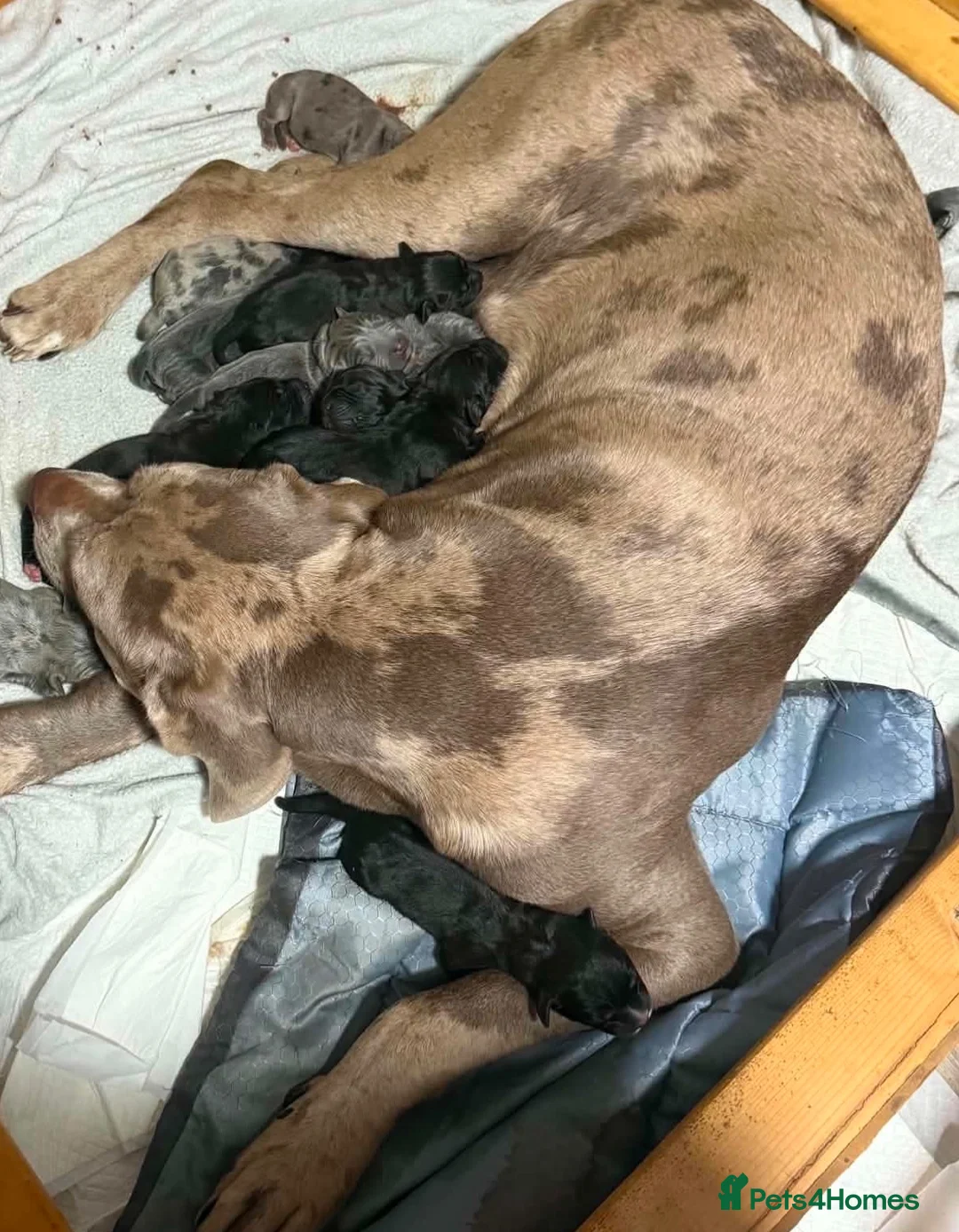 Mixed Breed dogs for sale: Cane corso mix puppies  - Advert 14