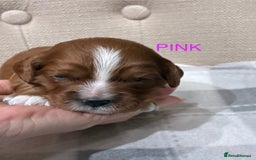 Cavapoo dogs for sale: Cavapoo puppies - Advert 2