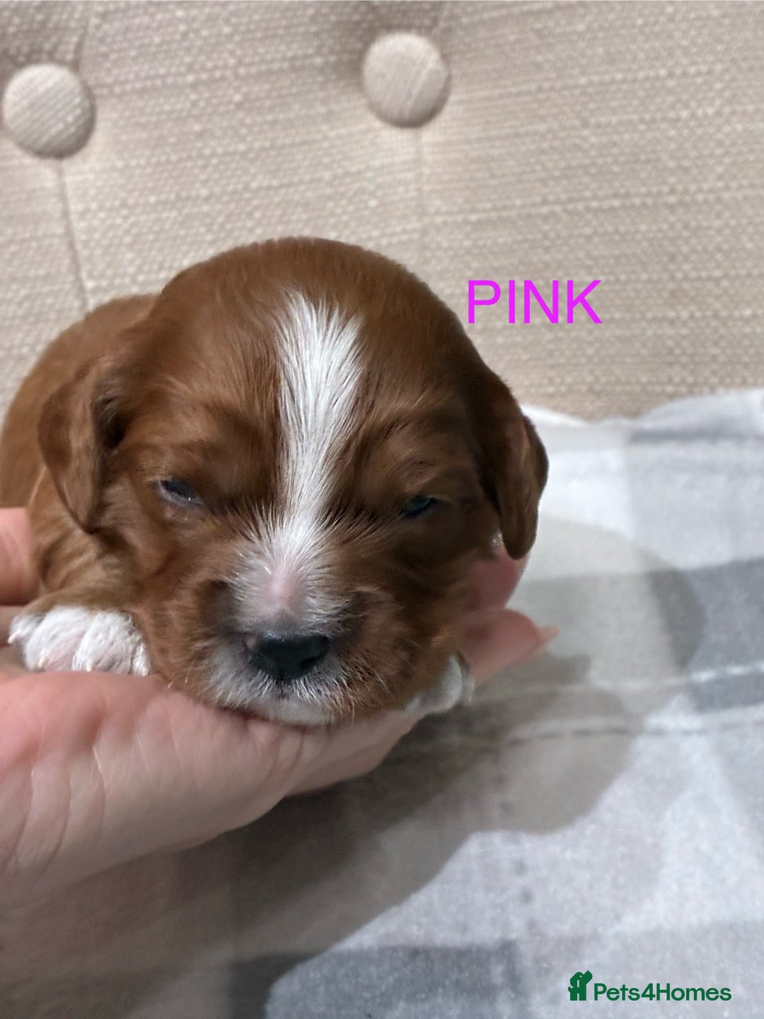 Cavapoo dogs for sale: Cavapoo puppies - Advert 2
