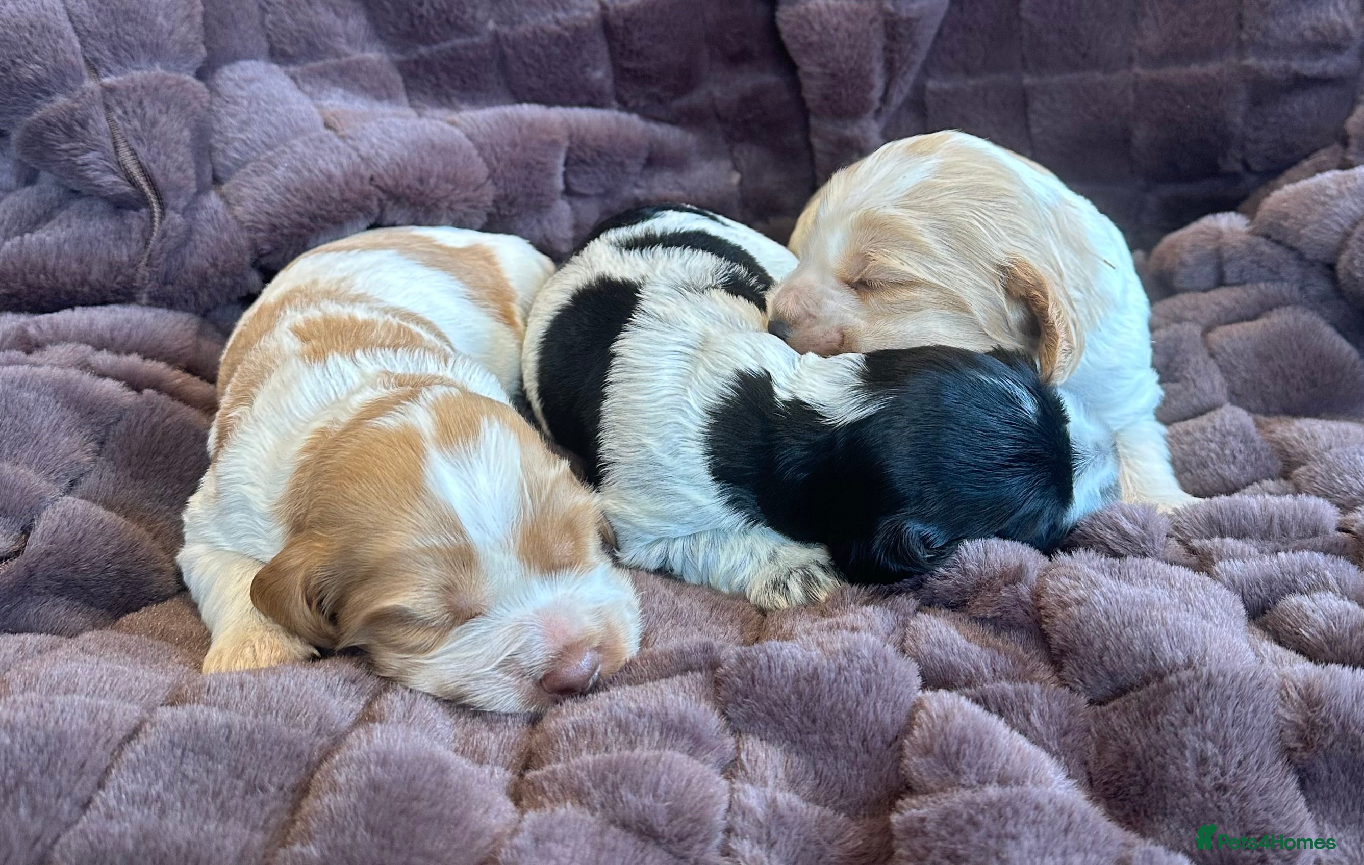 Cocker Spaniel dogs Show Cocker Spaniel Puppies 🐾 - Advert 6