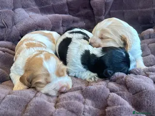 Cocker Spaniel dogs Show Cocker Spaniel Puppies 🐾 - Advert 6