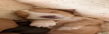 Cocker Spaniel 5