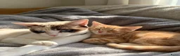 European cats for sale:  FREE ! Loving Cats Need a New Home — Mother & Son - Advert 1