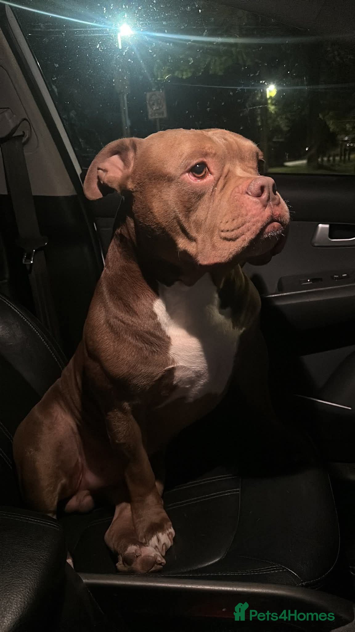 American Bully dogs Gorgeous George  - Advert 2