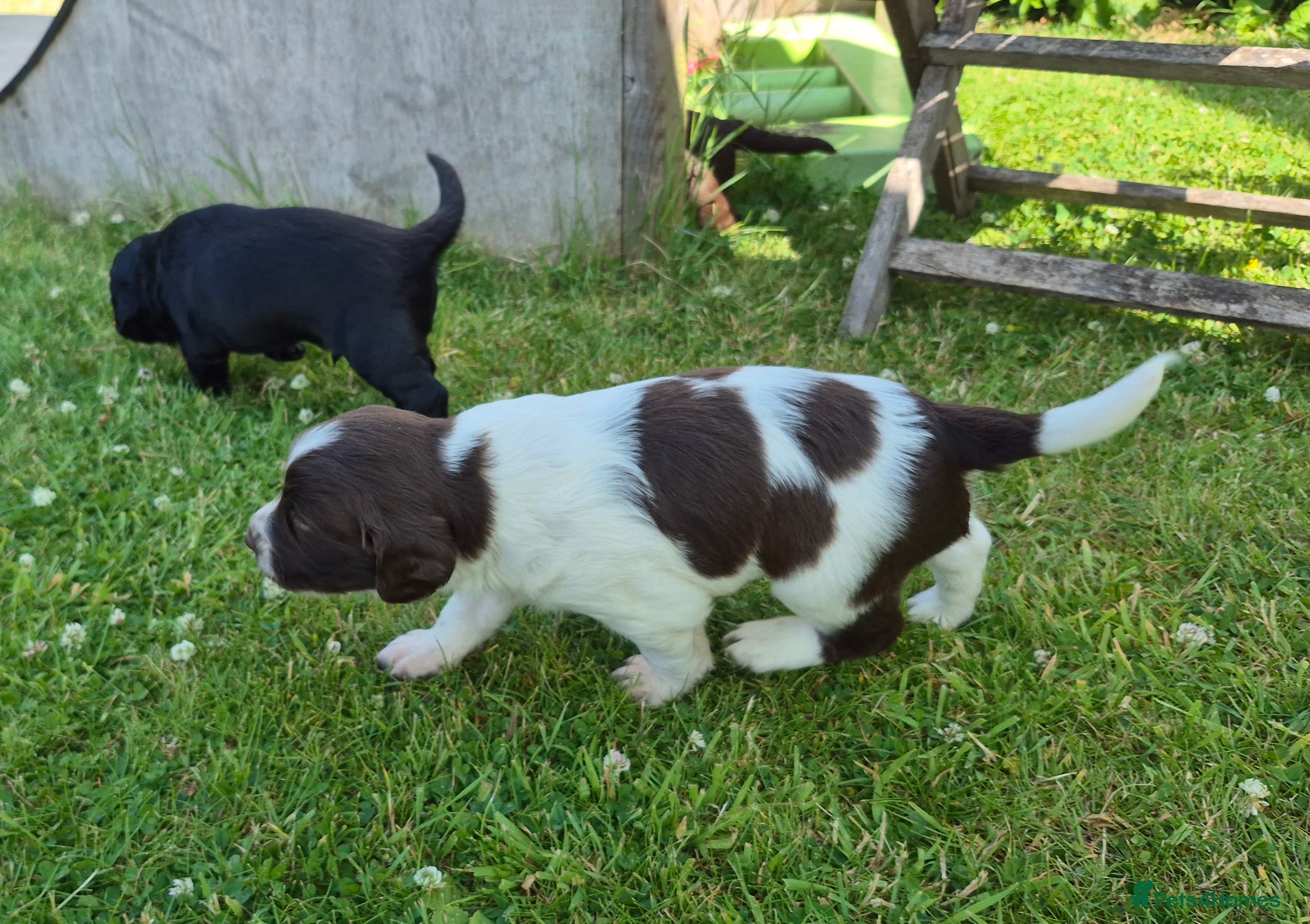 Springador dogs Springador X English springer spaniel pups - Advert 2