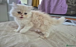 Persian cats for sale: Adorable Female Chinchilla Persian - ready now - Image 13