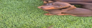 Miniature Dachshund Puppy 1