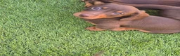 Miniature Dachshund dogs for sale: KC registered miniature dachshund - Advert 14