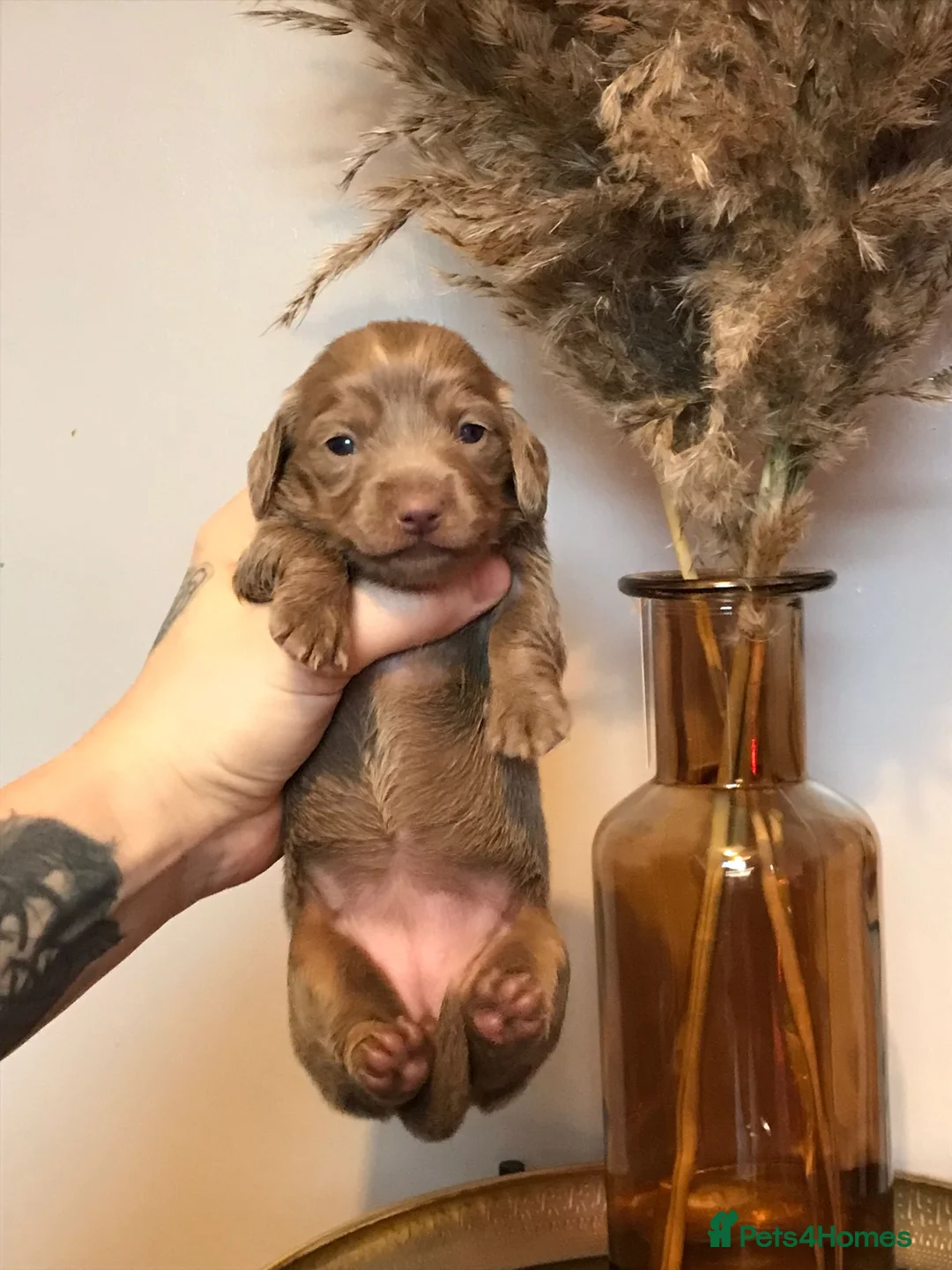 Miniature Dachshund dogs for sale: Three miniature long haired dachshunds  - Advert 20