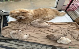 Chow Chow dogs for stud: outstanding chow chow stud in Wednesbury - Image 9