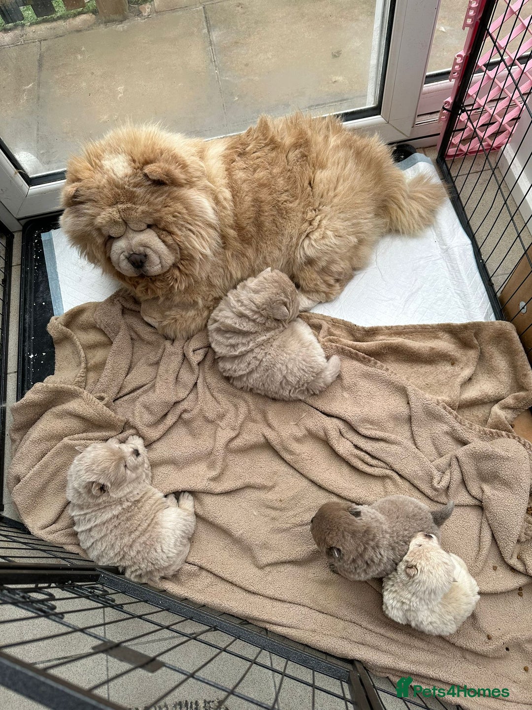 Chow Chow dogs for stud: outstanding chow chow stud in Wednesbury - Image 9