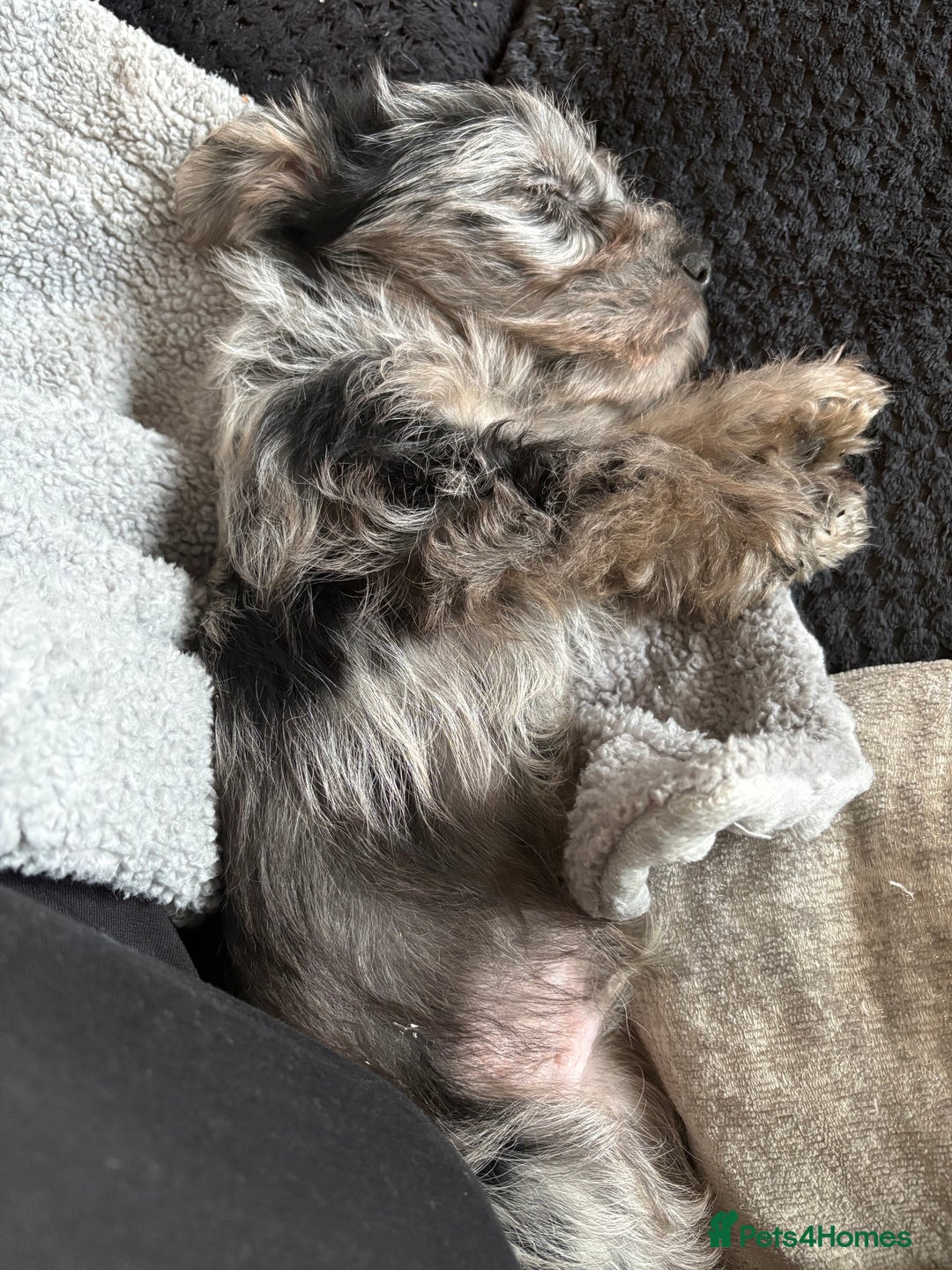 Yorkshire Terrier dogs for sale: Yorkshire terrier pup  - Advert 3