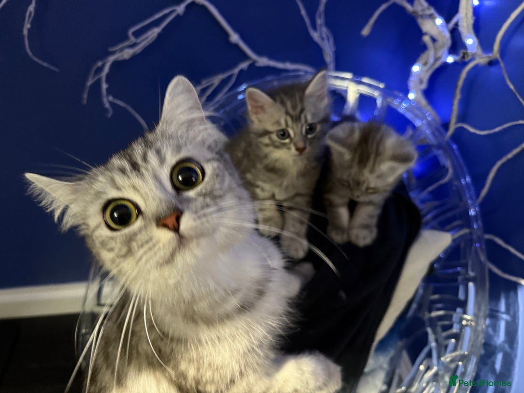 Persian cats for sale: Adorable fluffy Kittens ready for forever home - Image 9