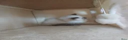 Ragdoll cats for sale: Stunning Ragdoll Kittens - Advert 3