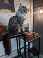 Maine Coon cats XXL Maine-coon beautiful silver boy. - Advert 1