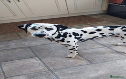 Mixed Breed dogs for sale: Litter of 7 dalmatian cross puppies - Image 5