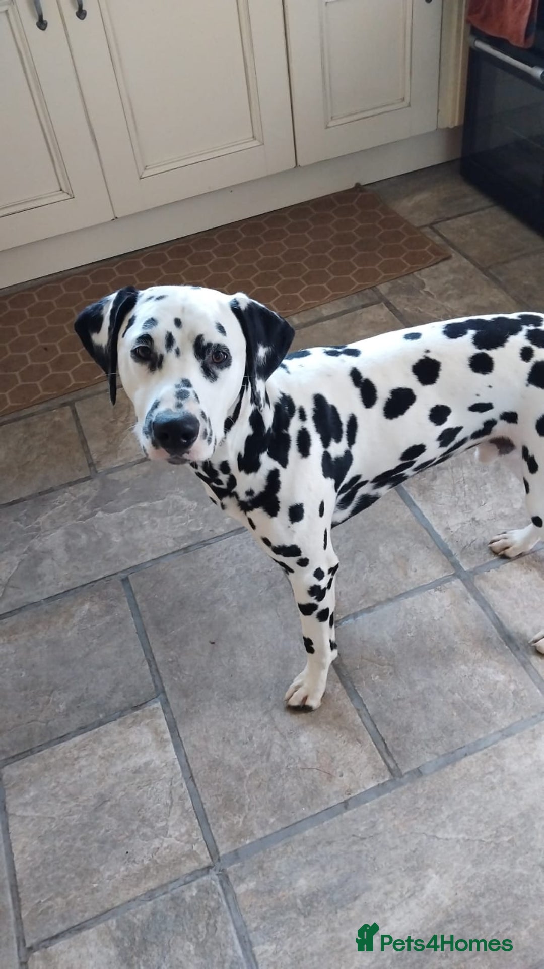 Mixed Breed dogs for sale: Litter of 7 dalmatian cross puppies - Image 5