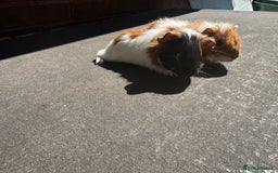 Guinea Pig rodents for sale: Stunning baby male guinea pigs  - Image 3