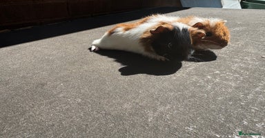Guinea Pig rodents - Advert 14