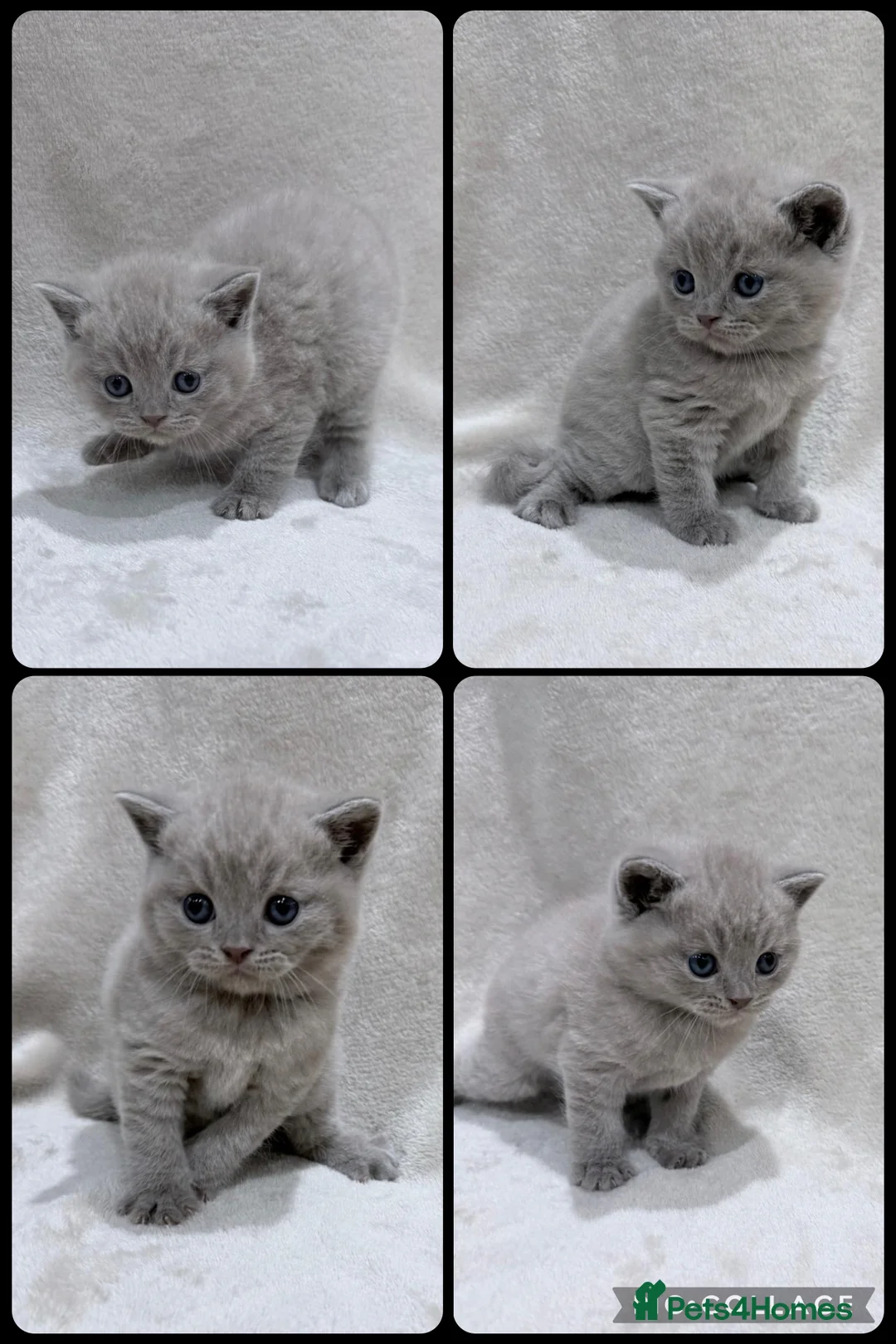 British Shorthair cats for sale: Lilac British Shorthair Kittens - Advert 5