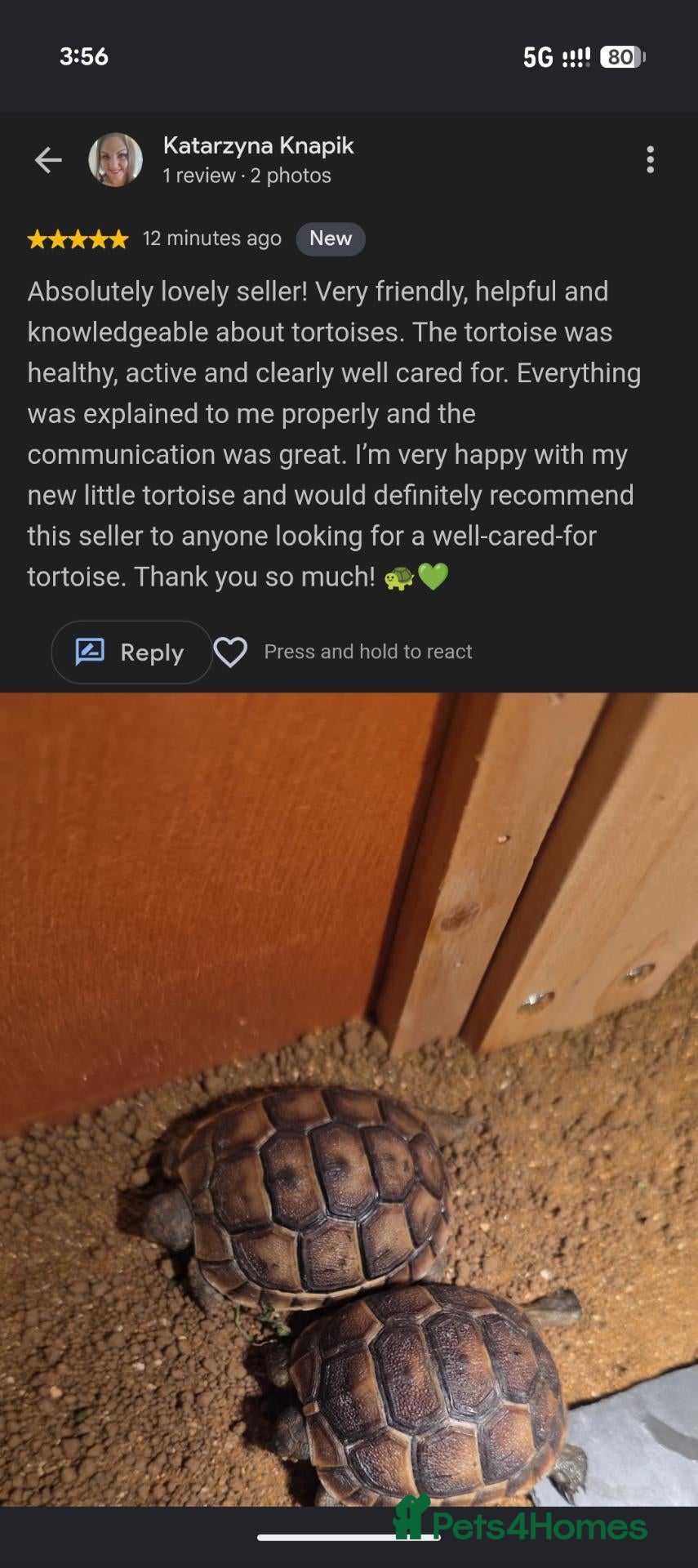 Tortoise reptiles 🐢 Baby Tortoise  Available 🐢 - Advert 2