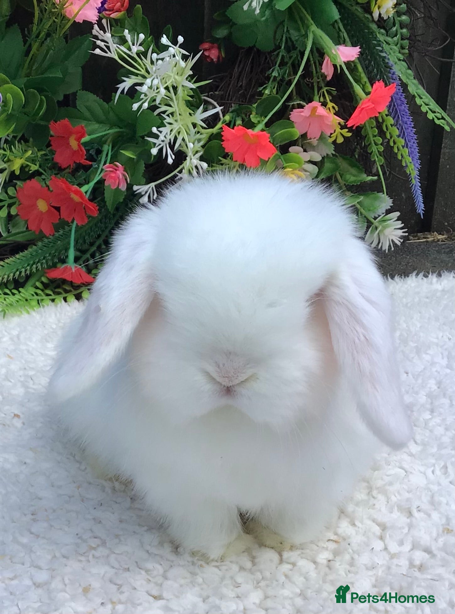 Mini Lop rabbits Mini lop doe - Advert 1