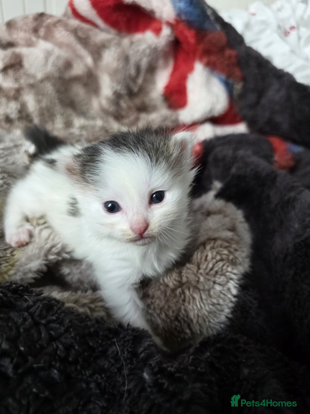 Mixed Breed cats for sale: Kittens😻Ragdoll x domestic cat short hair 😽 - Image 7