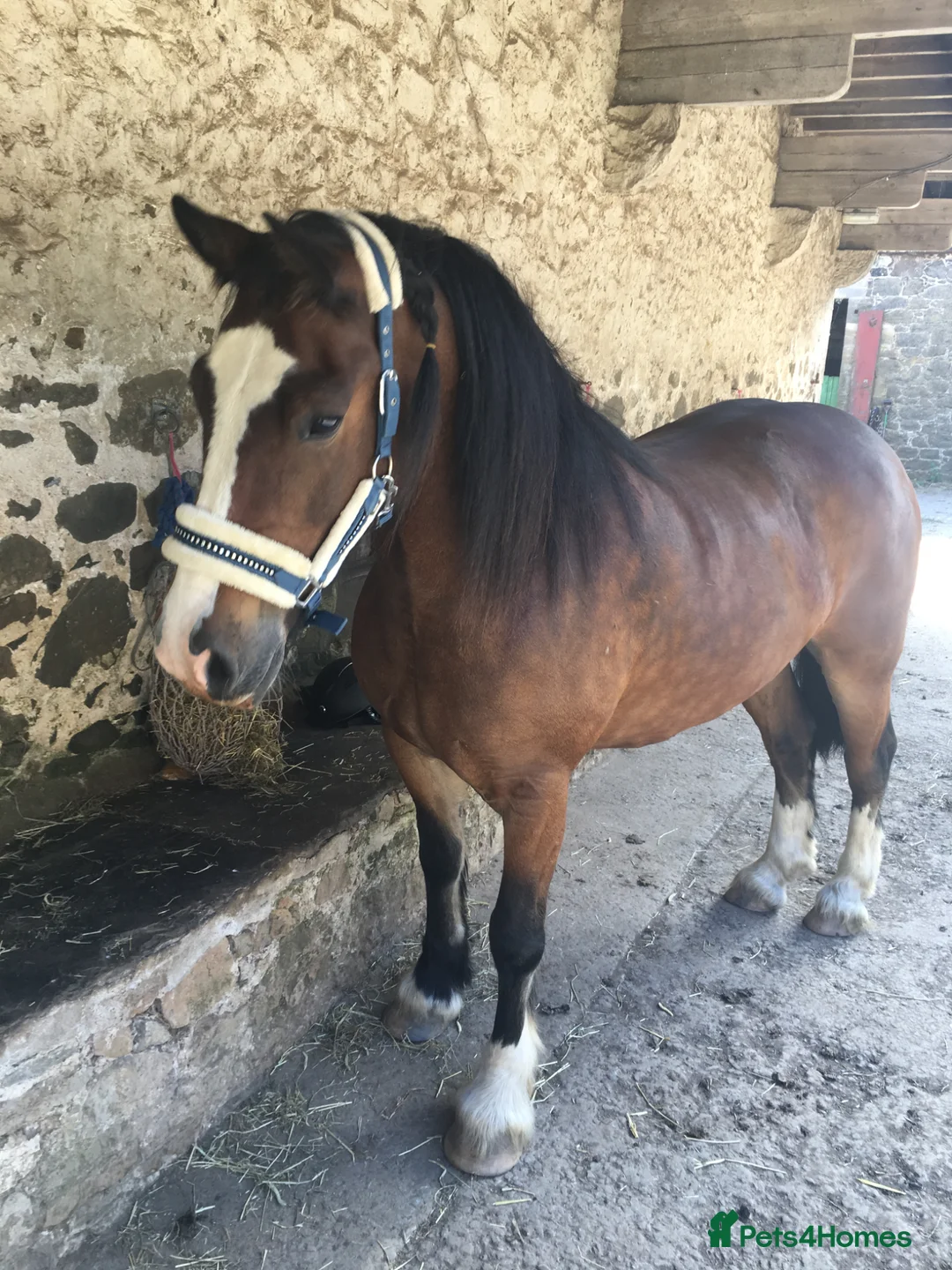 Welsh Section D horses for sale: Rushford Rockin Robin REG W.P.B.R - Advert 2