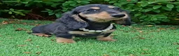 Miniature Dachshund dogs for sale: Long coat Miniature Dachshund Puppies  - Advert 10