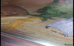 Leopard Gecko reptiles for sale: Female leopard gecko  - Image 5