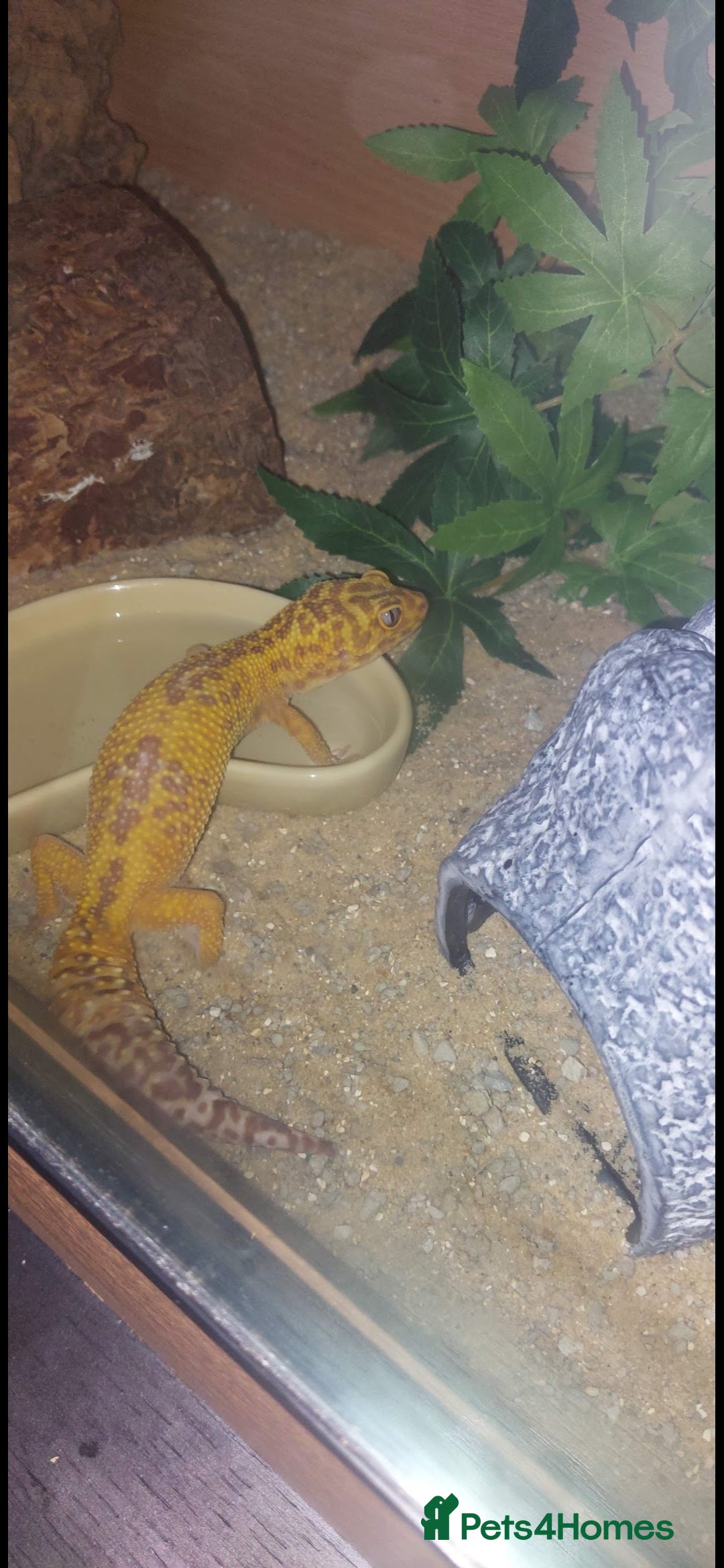 Leopard Gecko reptiles for sale: Female leopard gecko  - Image 5