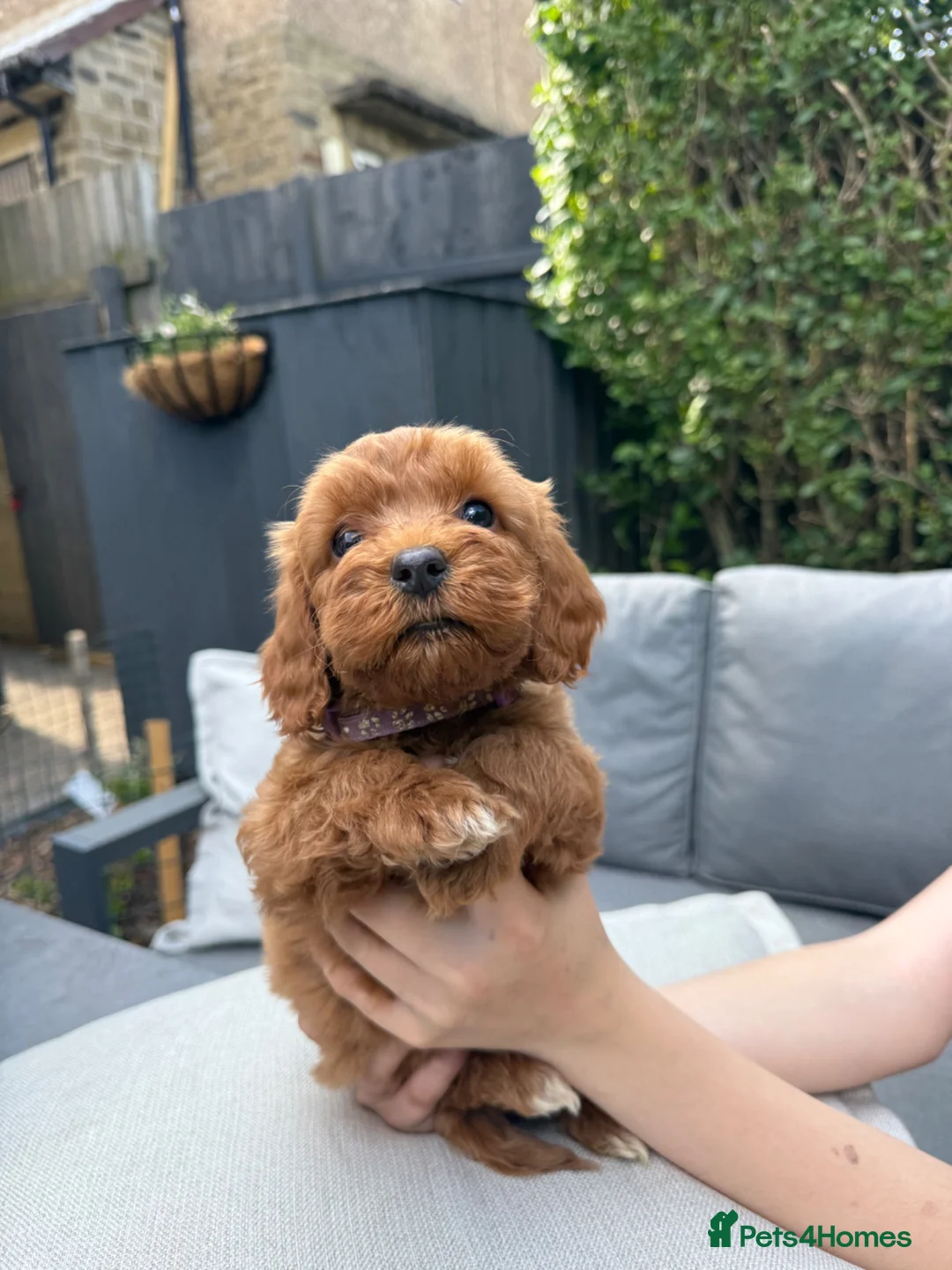 Cockapoo dogs for sale: Precious Toy Cockapoo f2 puppies - Advert 1
