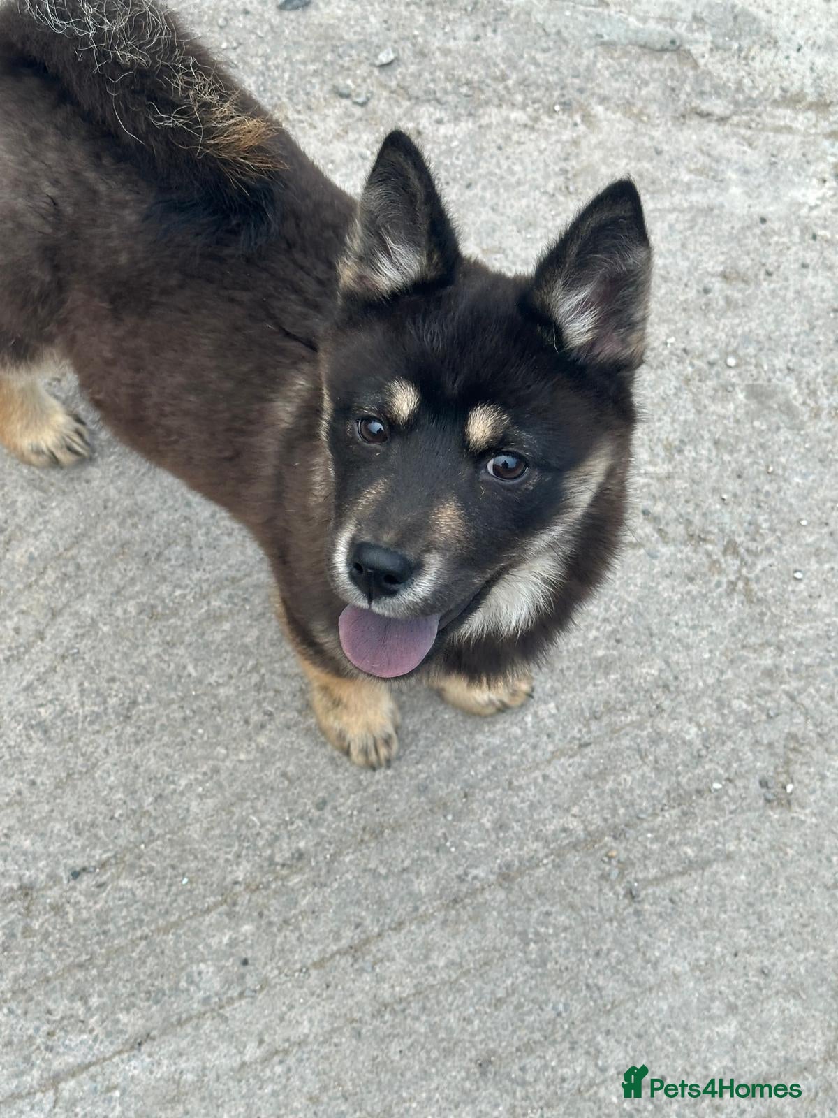 Mixed Breed dogs Adorable Merle Chowski's for sale  - Advert 15