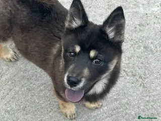 Mixed Breed dogs Adorable Merle Chowski's for sale - Advert 15