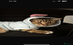 British Shorthair cats for sale: Free British short hair mix cat - Image 3