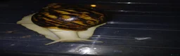 Snails invertebrates for sale: Albino Giant African Snails Marginata - Advert 1