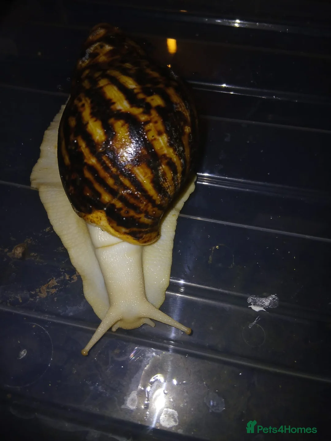 Snails invertebrates for sale: Albino Giant African Snails Marginata - Advert 1