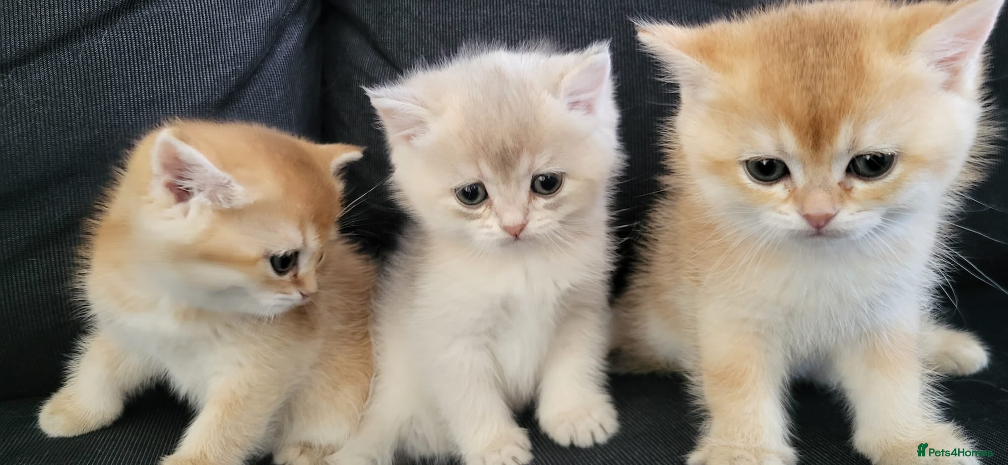 British Shorthair cats for sale: 3 Gorgeous British Shorthair Female Kittens  - Advert 3