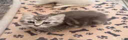 Persian cats for sale: 4 beautiful Persian x kittens, ready now - Advert 13