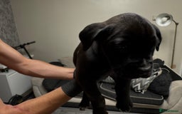 Mixed Breed dogs for sale: 7 beautiful puppies for sale - Image 7