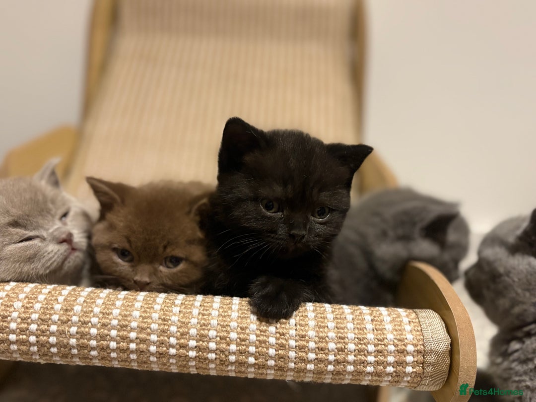 British Shorthair cats for sale:  LAST 3 British shorthair BLUE AND BLACK - Advert 1
